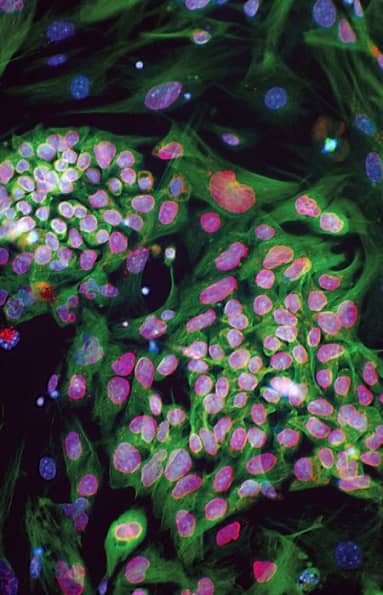 Cell Vibrations — immagine ufficiale del progetto art-science / official art-science project visual